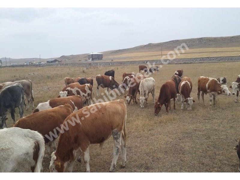 Kars Hayvan Pazarı Kurbanlık Besilik Erkek Dana TEM'in Edilir.