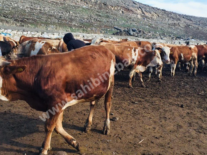 Kars Hayvan Pazarı Kurbanlık Besilik Erkek Dana TEM'in Edilir.