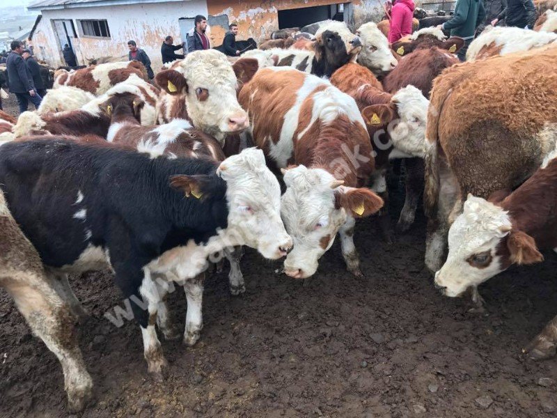 Kars Hayvan Pazarı Kurbanlık Besilik Erkek Dana TEM'in Edilir.