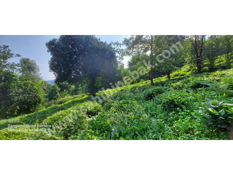 Rize Derepazarı Sandıktaş Köyü'nde Yatırımlık Otellik/Villalık Arazi