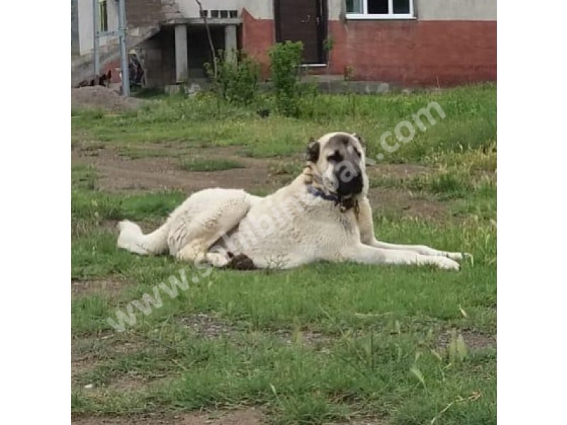 Safkan kangal yavrular