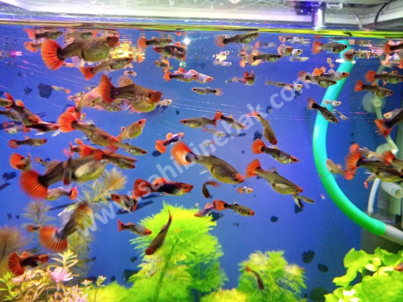 SAFKAN TUXEDO KOİ LEPİSTES