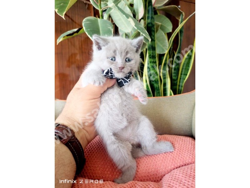 British Shorthair YAVRULARIMIZ