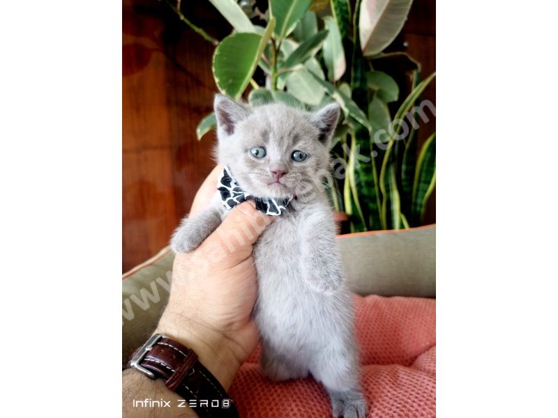 British Shorthair YAVRULARIMIZ