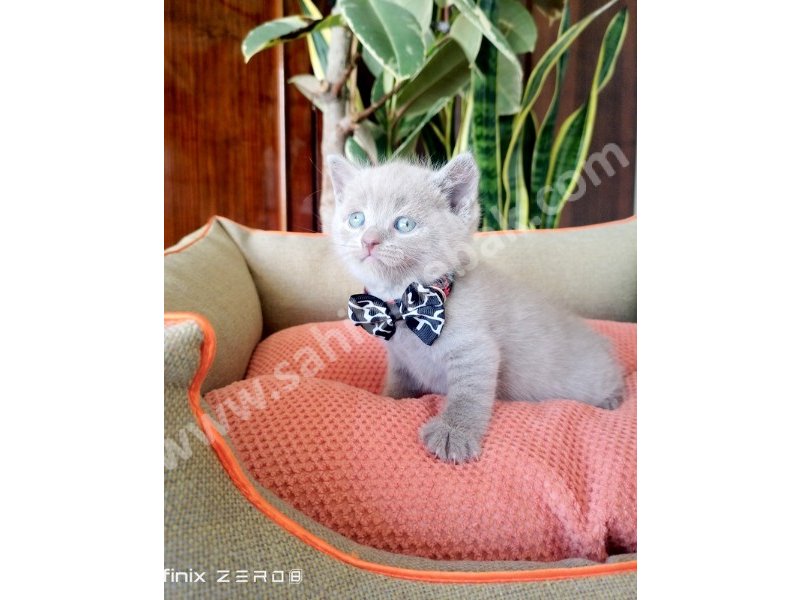 British Shorthair YAVRULARIMIZ