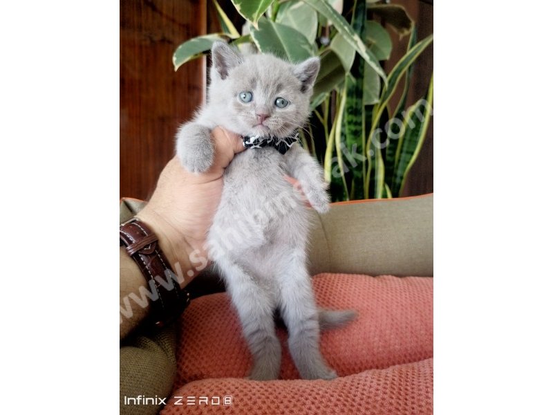 British Shorthair YAVRULARIMIZ