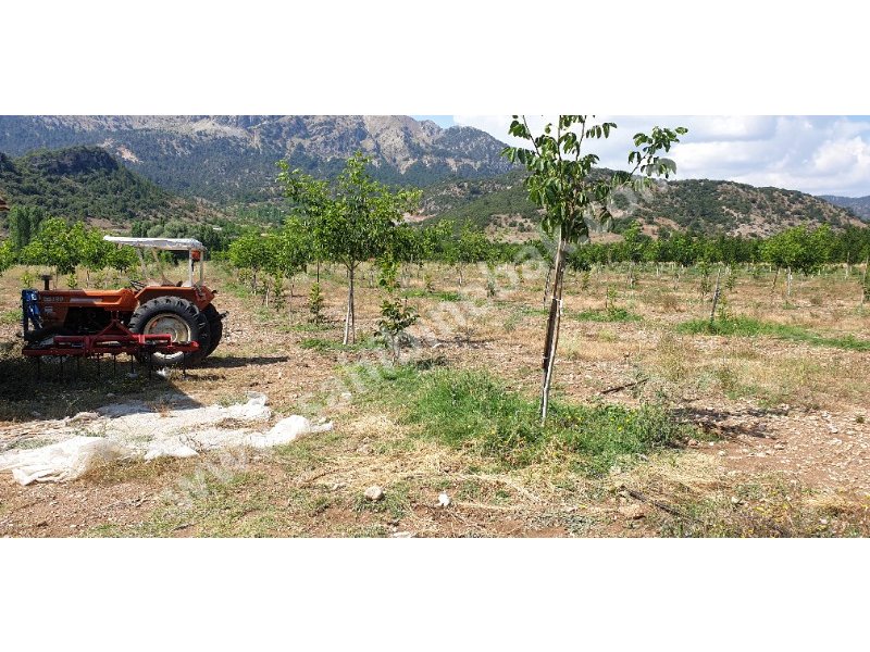 Burdur Gölhisar'da Satılık Ceviz Bahçesi