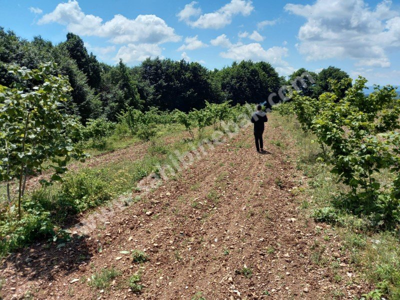 ÇANAKKALE LAPSEKİ KADASTRO YOLLU SATILIK 12 DÖNÜM FINDIK BAHÇE