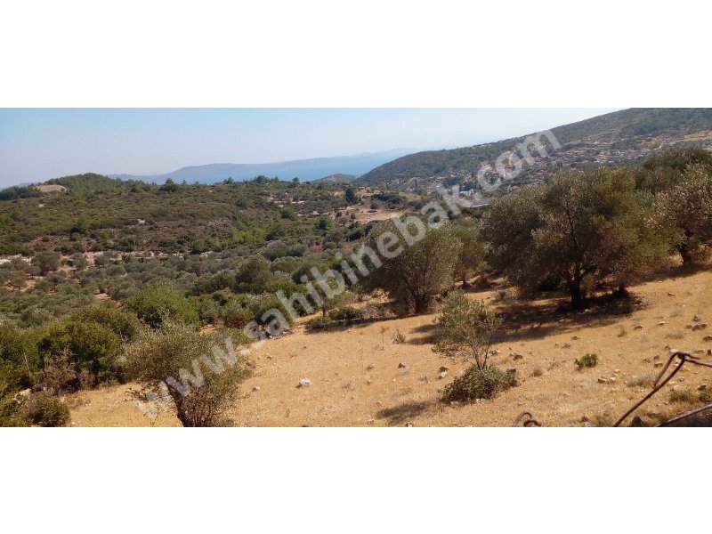 KARABURUN MORDOĞAN ĶÖYÜNDE SATILIK 8780 M2 TARLA