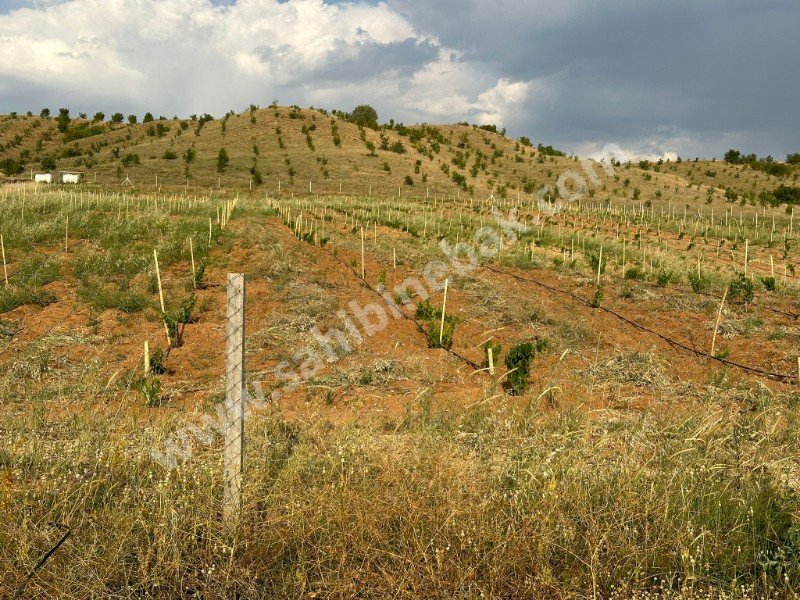 ISPARTA YALVAÇ İLEĞİ KÖYÜNDE SATILIK 14434 M2 ÜZÜM BAĞI